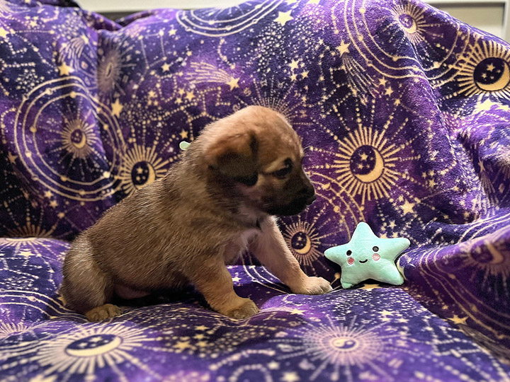 chinook puppy